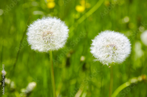 Beautiful close-up of a dandelion meadow in spring.