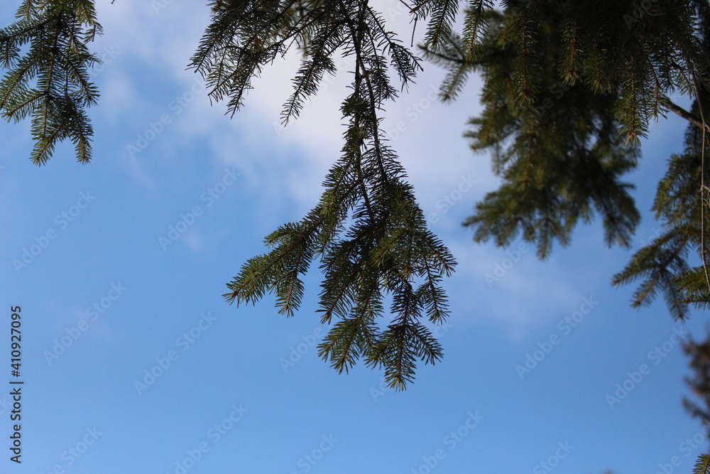 
Green coniferous branches smell nice christmas