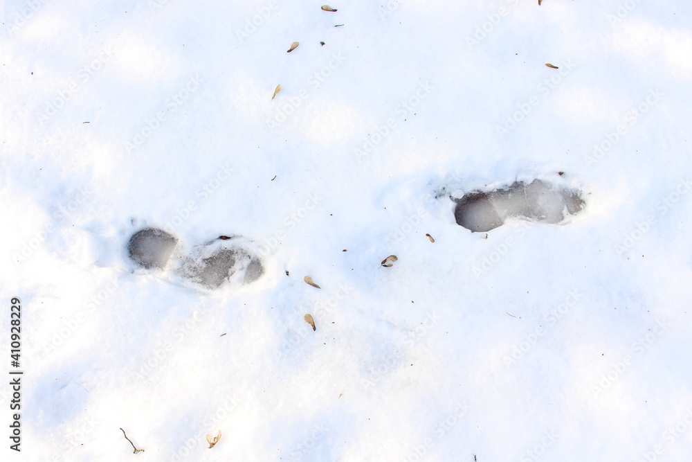 Fototapeta premium A man walked through the melting snow and left footprints. The footprints were frozen by morning