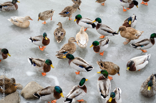 A large group of Mallard ducks on ice 