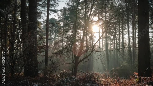 Morning Woodland Mist Timelapse (Nottingham)