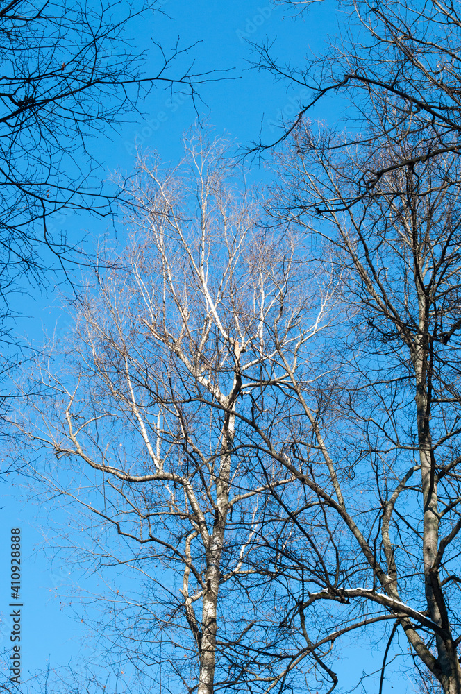 The upper branches of a birch tree without leaves against a blue cloudless sky. The upper branches of a birch tree without leaves against a blue cloudless sky.