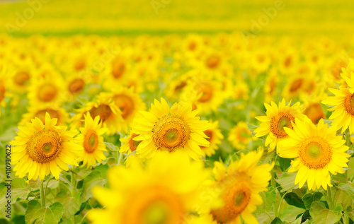 Close-up of sunflower 
