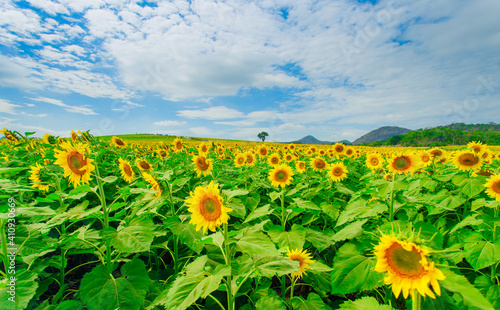 field of sunflowers and sky © Thong