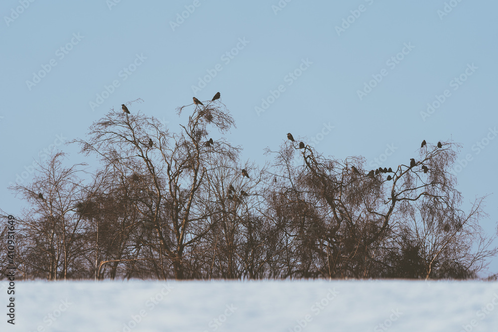 Crows on trees in winter. Crows on trees in winter.