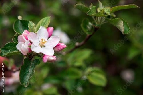 Blooming apple tree branch at spring garden. Soft focus