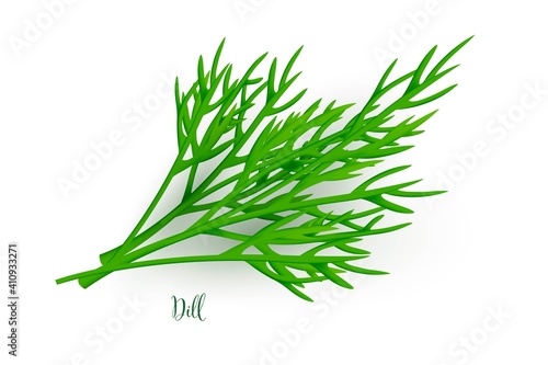 Green dill branches. Herb plants for cooking and flavor vector illustration. Botanical organic elements on white background. Realistic herbal spice ingredient