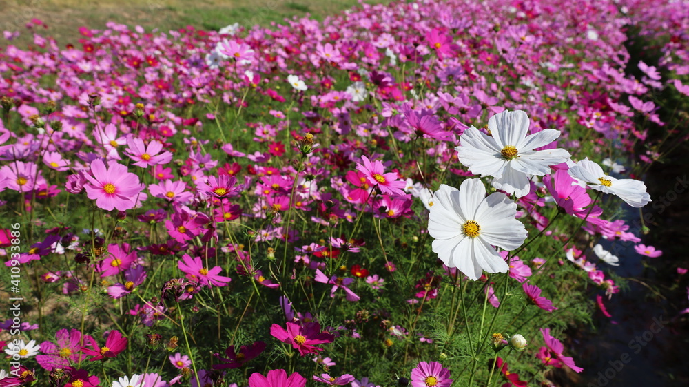 Cosmos flowers of various colors bloom. Mexican Aster (Cosmos bipinnatus Cav.) Ornamental flowers in full bloom in the field. The cosmos flower is often used to symbolize order and unity. Select focus Cosmos flowers of various colors bloom. Mexican Aster (Cosmos bipinnatus Cav.) Ornamental flowers in full bloom in the field. The cosmos flower is often used to symbolize order and unity. Select focus
