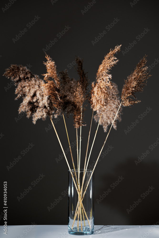 Dry pampas grass in glass transparent vase standing on white table on black background. Fluffy panicles. Trendy eco design.