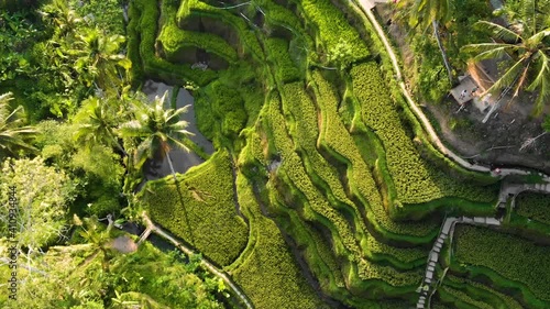 Aerial Rice terraces Tegalalang drone view. Bali, Indonesia. photo