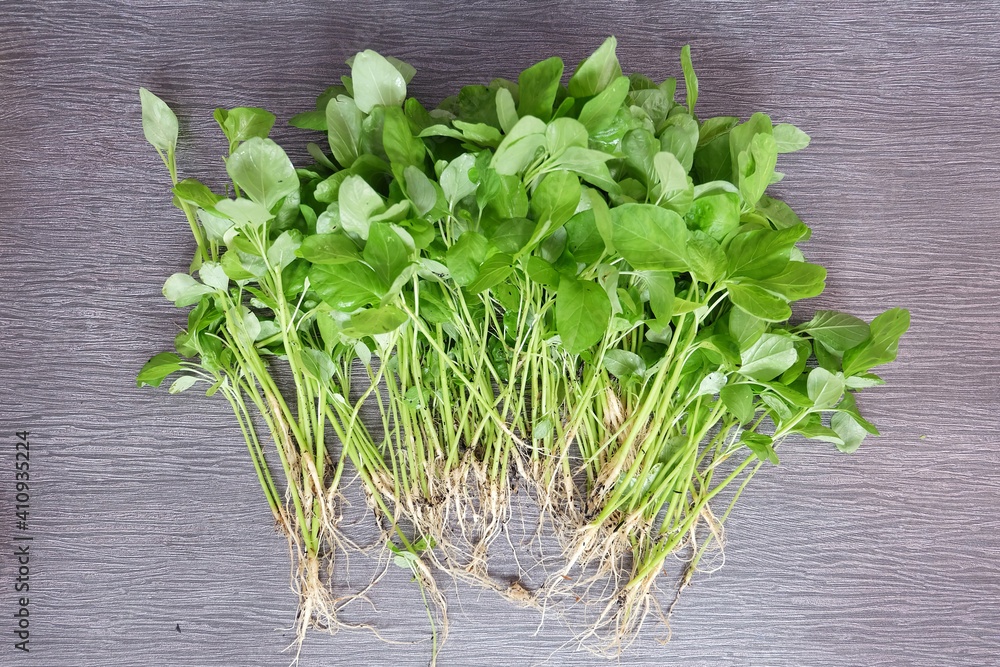 Harvesting fresh spinach from home garden.
Harvesting fresh spinach from home garden.