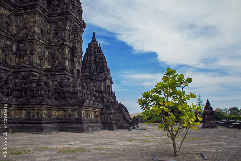 Small green tree on the territory of Prambanan Hindu temple, Yogyakarta, Java island, Indonesia