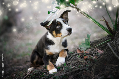 Border collie puppy in the woods magic fairy