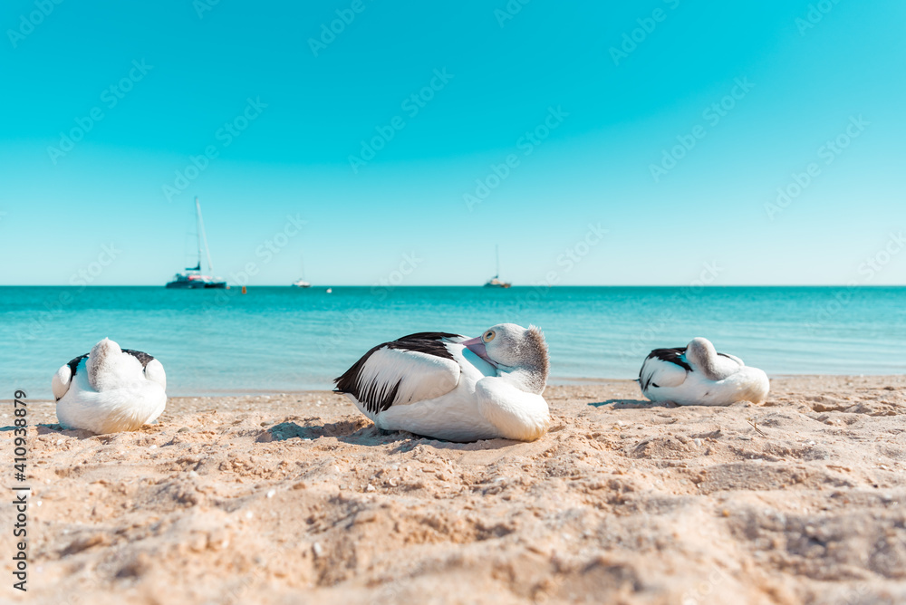 Obraz premium Wild Australian pelicans resting on the shore of a sandy beach with turquoise waters of the Indian Ocean in the background. Monkey Mia, Western Australia