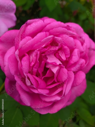 pink rose flower