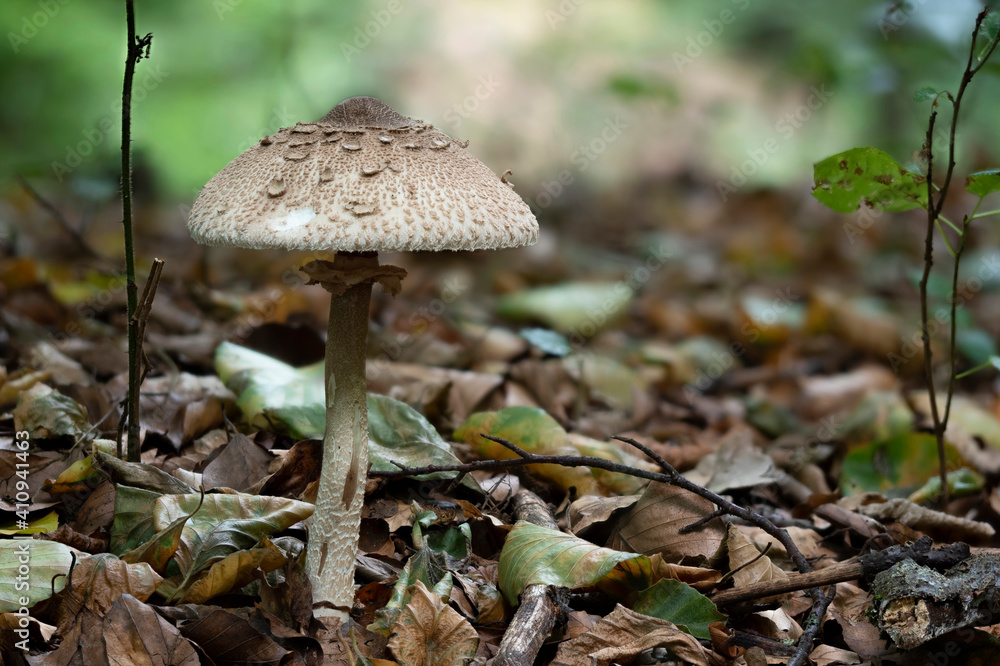 Macrolepiota procera, the parasol mushroom, is a basidiomycete fungus with a large, prominent fruiting body resembling a parasol. Macrolepiota procera, the parasol mushroom, is a basidiomycete fungus with a large, prominent fruiting body resembling a parasol.