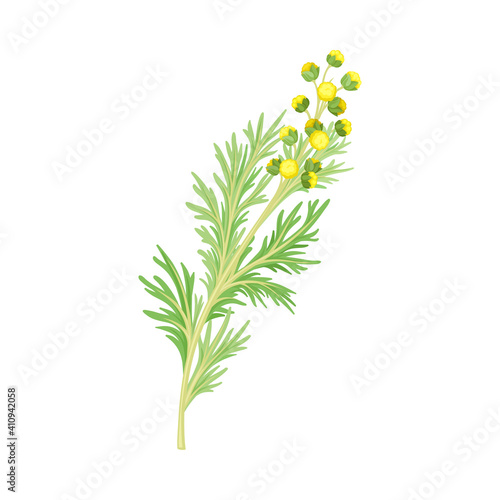 Wormwood or Southernwood Plant with Feathery Leaves and Small Yellow Flowers Vector Illustration