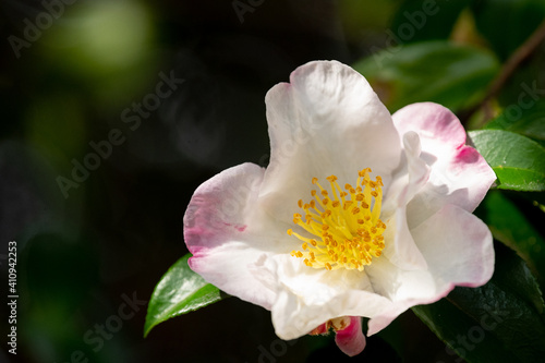 山茶花咲く頃