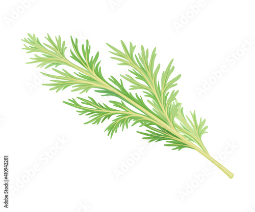 Wormwood or Southernwood Plant with Feathery Leaves Vector Illustration