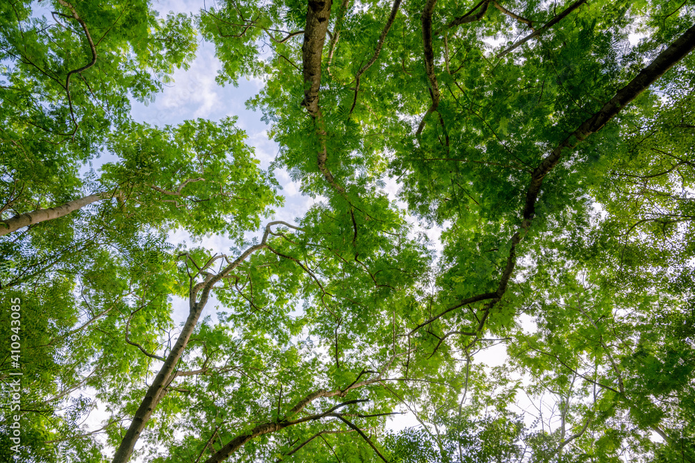 Fototapeta premium foliage, leaves, forest, Albizia, woods, green