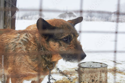 Fotografía A poor yard dog with sad eyes sits in the cold behind bars