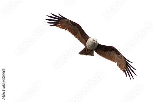 Red-backed Sea , Eagle , Bird in white background 