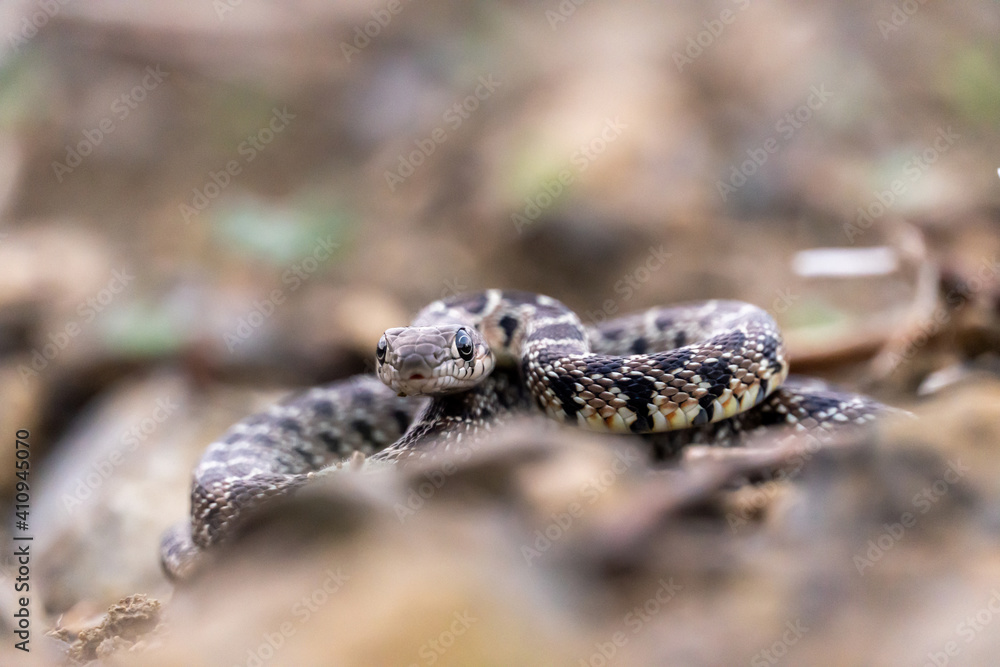 Stock photo of isolated small snake in the forest. Selective focus. Stock photo of isolated small snake in the forest. Selective focus.