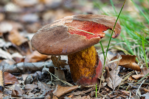 The Scarletina Bolete (Neoboletus erythropus) is an edible mushroom photo