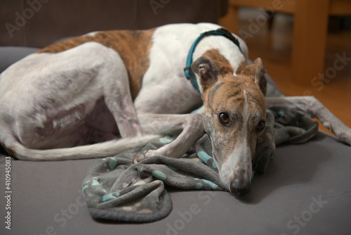 Adorable wide angle close up of a cute white and brindle greyhound