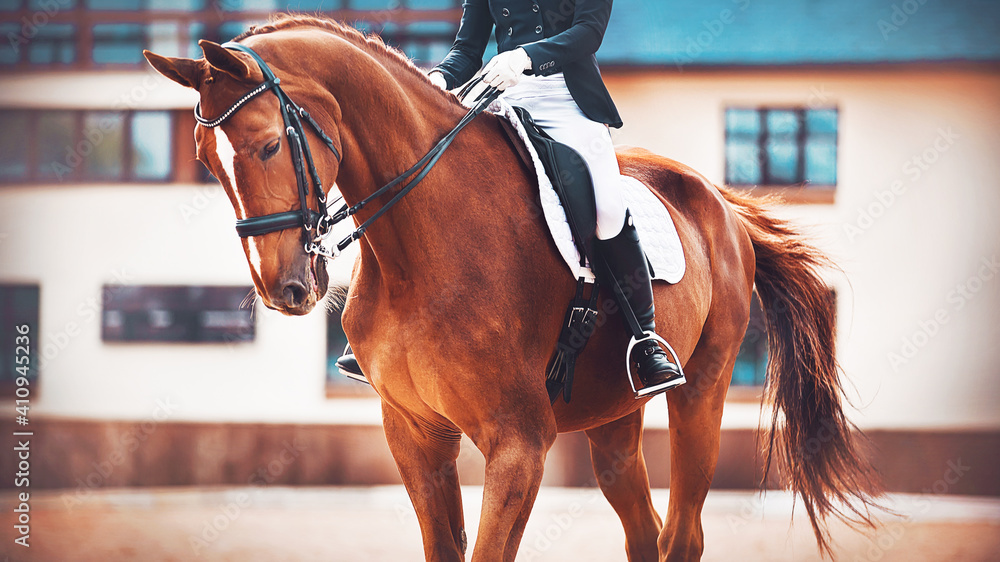 A beautiful sorrel sports horse with a long tail and a rider sitting in the saddle, trains before the competition. Equestrian sports. Horse riding.