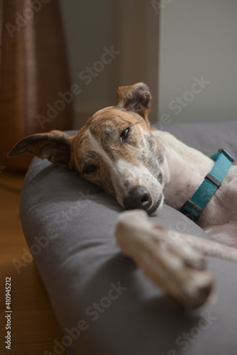 A greyhound pet rescue dog slowly closes her eyes as she sleeps