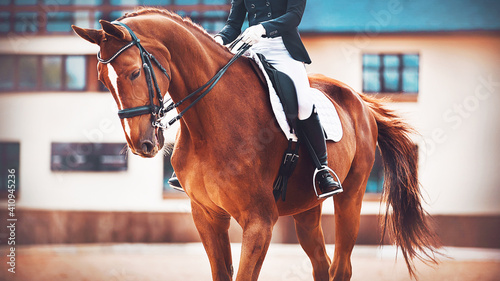 A beautiful sorrel sports horse with a long tail and a rider sitting in the saddle, trains before the competition. Equestrian sports. Horse riding.