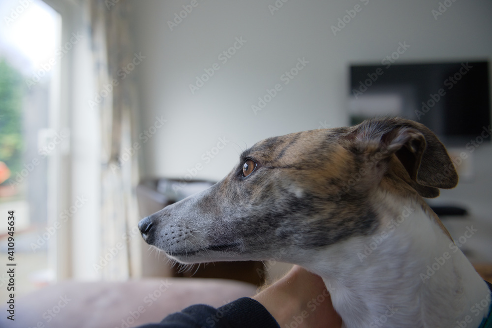 Pet adopted greyhound dog looks outside from the lounge. Side profile