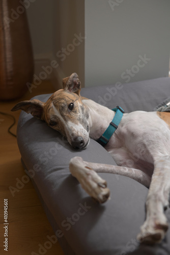 Pet greyhound with a teal collar in a modern domestic house setting