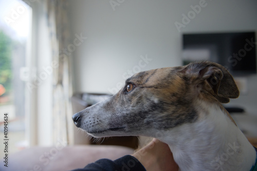 Pet adopted greyhound dog looks outside from the lounge. Side profile
