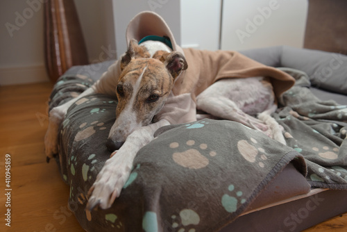 Pet greyhound dog wears pyjamas as she slumps in her dog bed