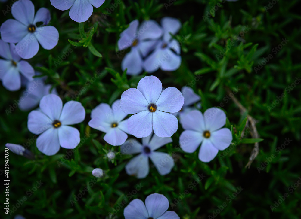Soft Petals of Phlox grow in mountains Soft Petals of Phlox grow in mountains