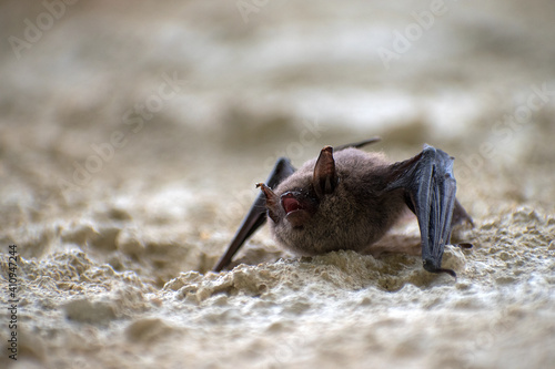Fotografi Bat. A small bat hanging on the wall. The bat has an open mouth.