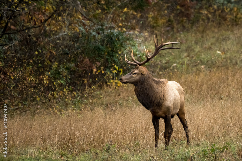 Strong Bull Elk Looks Left