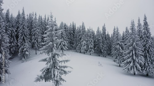 Snow falling at the fir trees. Aerial shot of mountain forest covered in Snow. Winter nature landscape background. Cinematic flight over a snowy pine forest wonderland in Europe 