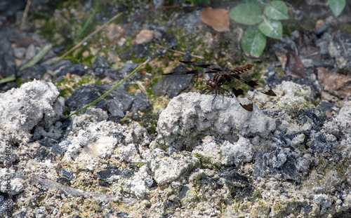 This common whitetail dragonfly is nicely camouflaged and almost hiden from view as it rests on old wood ashes in a backyard in Missouri. Bokeh effect.