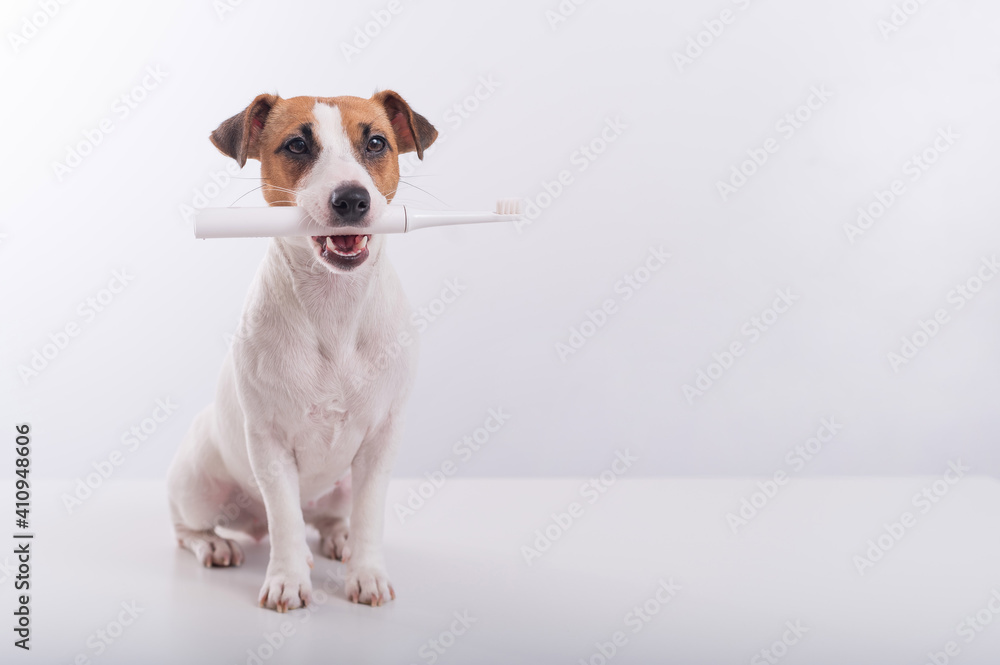 Jack russell terrier dog holds an electric toothbrush in his mouth on a white background. Oral hygiene concept in animals. Copy space