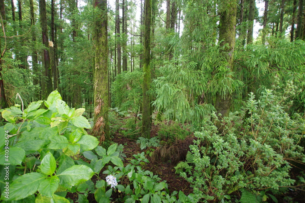 Azores islands, natural landscapes in Sao Miguel Azores islands, natural landscapes in Sao Miguel