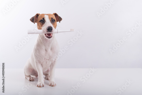 Jack russell terrier dog holds an electric toothbrush in his mouth on a white background. Oral hygiene concept in animals. Copy space