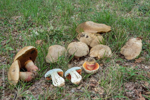 The Devils Bolete (Rubroboletus satanas) is a poisonous mushroom photo