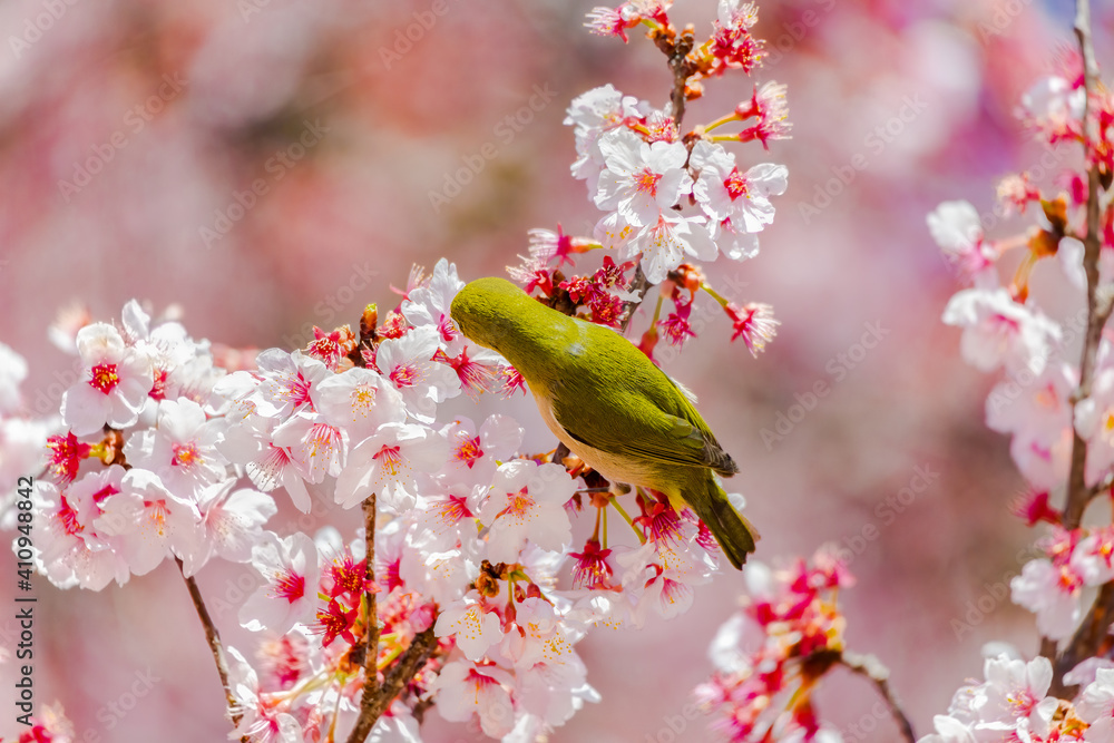 Japanese White-eye And Cherry Blossom(Japanese Name Is Kanzakura) At Tokyo, Japan Japanese White-eye And Cherry Blossom(Japanese Name Is Kanzakura) At Tokyo, Japan