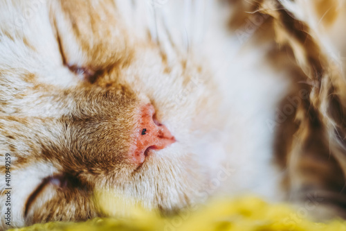 Close sur le nez rose d'un petit chat tigré - Nez de chat mignon