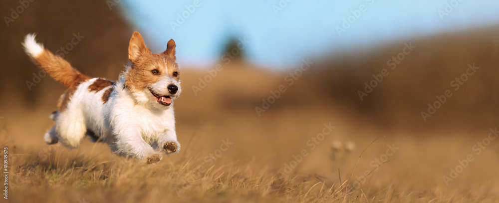 Playful happy cute smiling pet dog puppy running, jumping in the grass. Web banner. - obrazy, fototapety, plakaty 