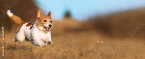 Playful happy cute smiling pet dog puppy running, jumping in the grass. Web banner.