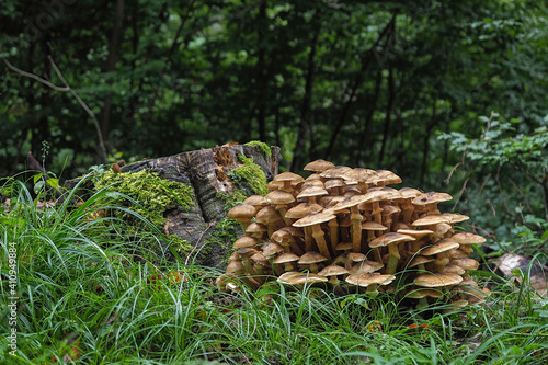 Fotografía Armillaria mellea, commonly known as honey fungus, is a basidiomycete fungus in the genus Armillaria